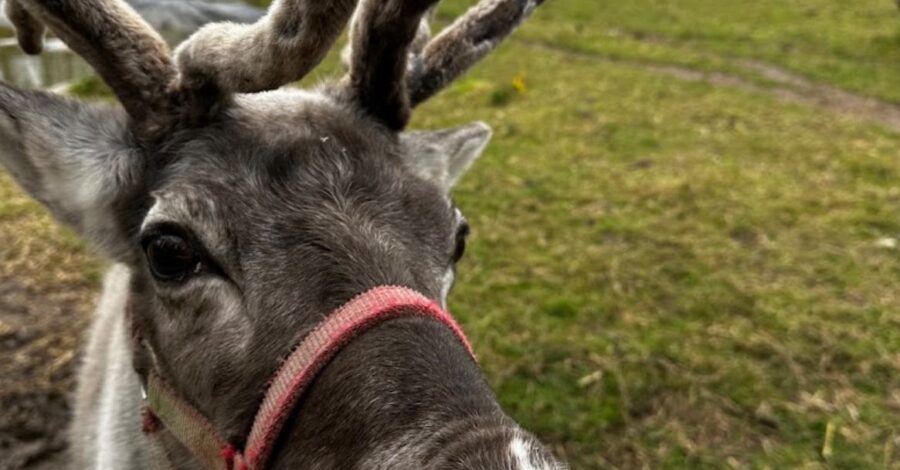 A reindeer stood outside in a grassy field being fed as a person holds their hand close to the reindeer's mouth.