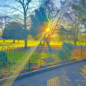 Warm yellow rays of sun coming through the trees in the park.
