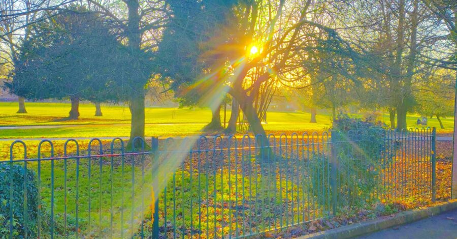 Warm yellow rays of sun coming through the trees in the park.