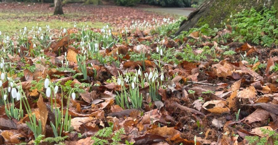 Beautiful spring flowers, like snowdrops, beginning to bloom and grow.