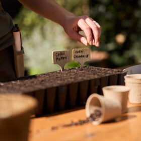 A person planting seeds. You can just see their hand and a table with plant pots, soil and labels on it. There is a warm light as if it is a sunny day.