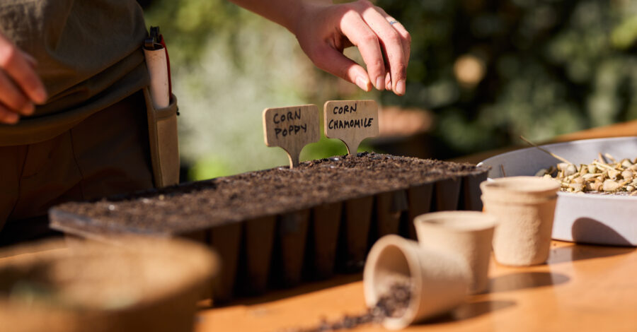 A person planting seeds. You can just see their hand and a table with plant pots, soil and labels on it. There is a warm light as if it is a sunny day.