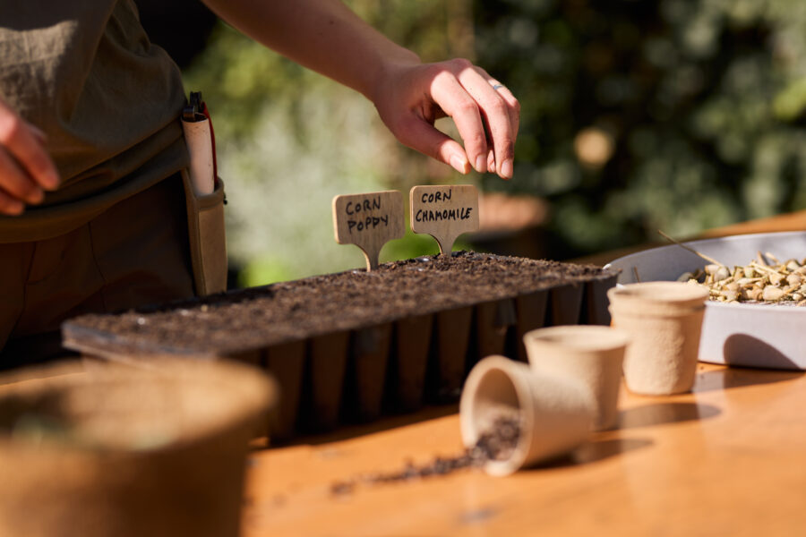 A person planting seeds. You can just see their hand and a table with plant pots, soil and labels on it. There is a warm light as if it is a sunny day.