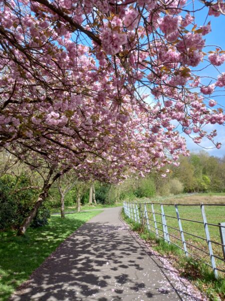 A tree in Heaton Park in full pink blossom.