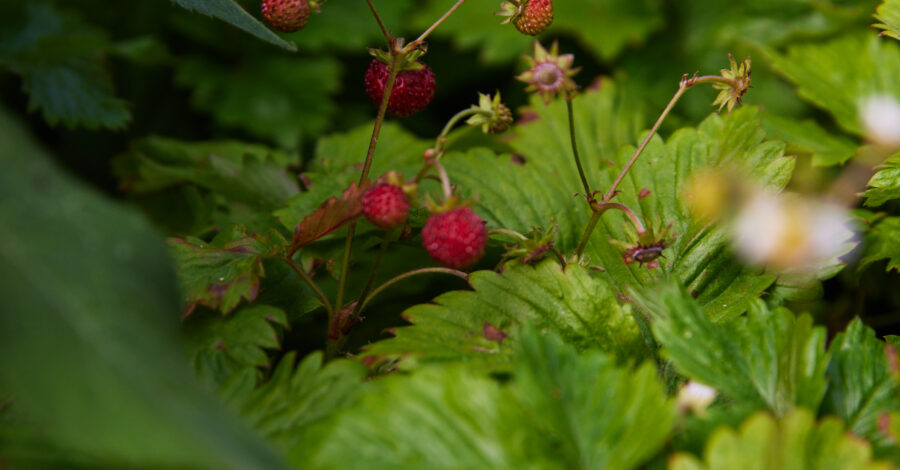 Some strawberry plants in flower and you can see a few small red strawberries too.
