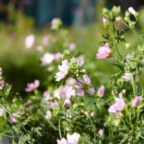 pale pink wild flowers blooming on a sunny day.