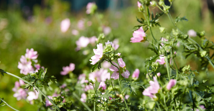 pale pink wild flowers blooming on a sunny day.