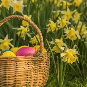 A basket of Easter eggs in front of a bloom of daffodils.