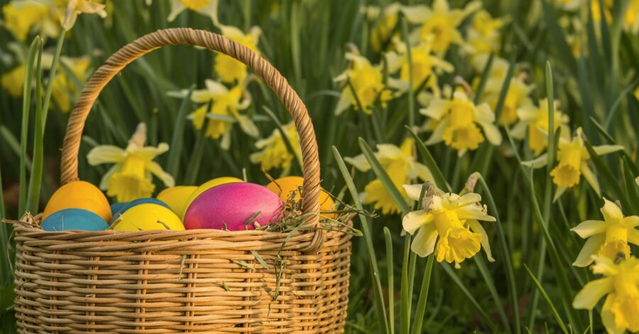 A basket of Easter eggs in front of a bloom of daffodils.