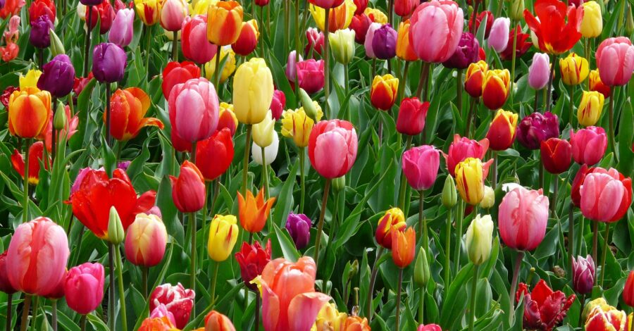 Red, purple and yellow tulips growing in a field.