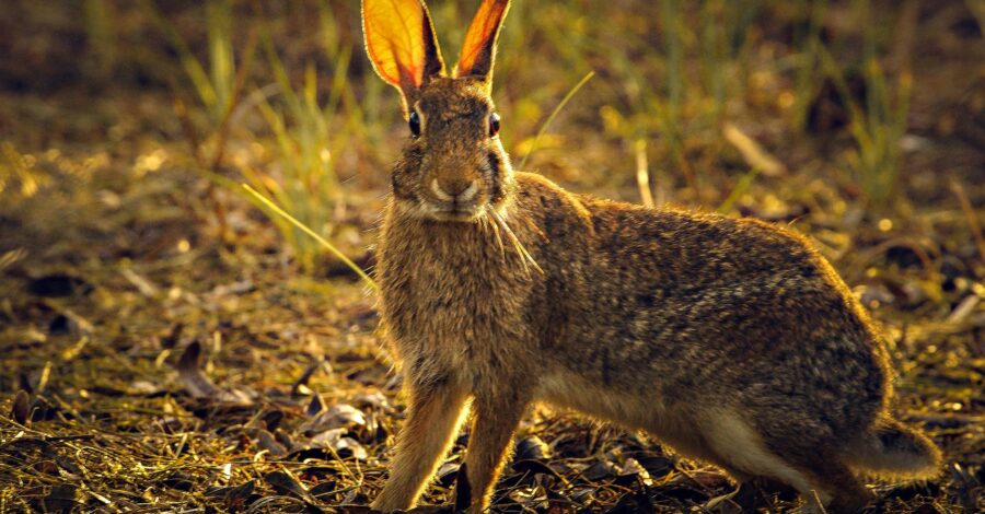 A brown rabbit stood on brown soil with shoots of green coming through
