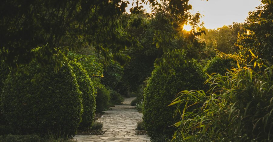 A pathway through a garden at sunset.