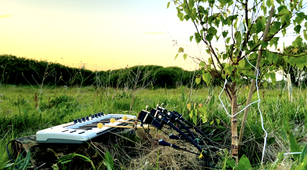 A tree sapling hooked up to and playing a keyboard.