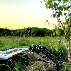 A tree sapling hooked up to and playing a keyboard.