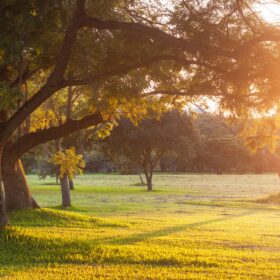 Trees in a park with the sunlight coming through them.