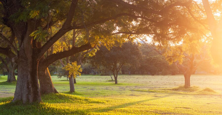 Trees in a park with the sunlight coming through them.