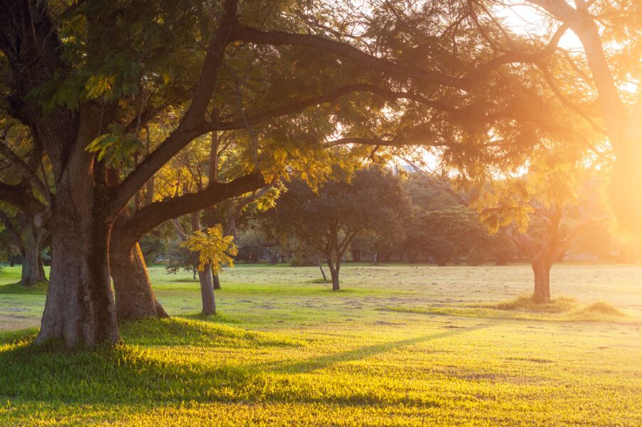 Trees in a park with the sunlight coming through them.
